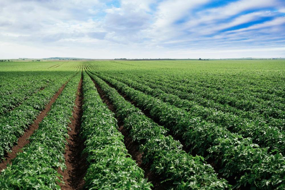 Estimation agricole à Eyguières 